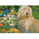 Hund i blomsterhage - Postkort