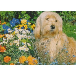 Hund i blomsterhage - Postkort