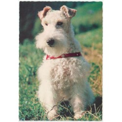 Wire Fox Terrier - Hund - Postkort