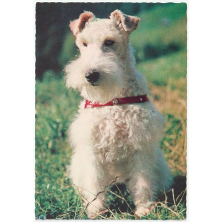 Wire Fox Terrier - Hund - Postkort