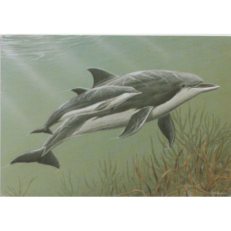 Bottle Nose Dolphins - Postkort