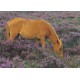 Fredelig beite - Hest i blomstrende lyng - Postkort