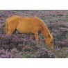 Fredelig beite - Hest i blomstrende lyng - Postkort
