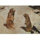 Murmeltiere - Marmottes - Dyr - Postkort