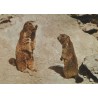 Murmeltiere - Marmottes - Dyr - Postkort