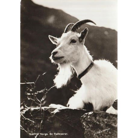 Norge - En Fjellklatrer - Geit - Postkort